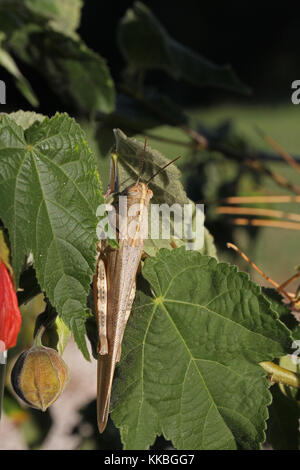 La egipcia o saltamontes gigante en un abutilon planta extremadamente cerrar nombre latino aegyptium anacridium con rayas creemos cerca del ojo en Italia Foto de stock