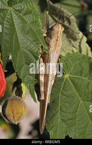 La egipcia o saltamontes gigante en un abutilon planta extremadamente cerrar nombre latino aegyptium anacridium con rayas creemos cerca del ojo en Italia Foto de stock