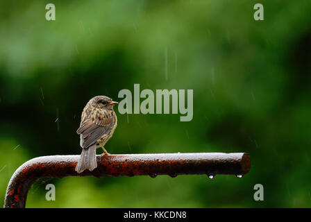 Los jóvenes Dunnock, cobertura o Accentor Sparrow, Prunella modularis de lluvia en verano, Wales, REINO UNIDO