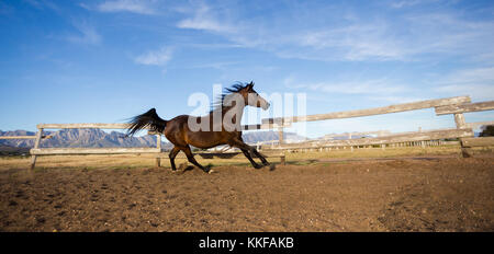 Cierre de un minucioso de caballos criados en una pluma Foto de stock