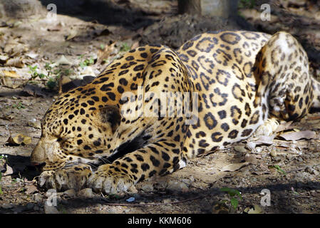 El jaguar (panthera onca) plantean en reposo. Foto de stock