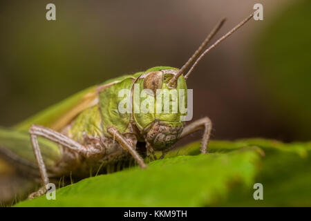 Common Green Grasshopper (Omocestus viridulus) en hoja de zarzas en los bosques. Cahir, Tipperary, Irlanda. Foto de stock