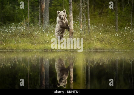 Cachorro de oso pardo (Ursus arctos) se levantó con la reflexión sobre el lago en Vartius, Finlandia