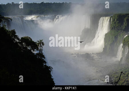 Pájaro volando en la Garganta del Diablo, las Cataratas de Iguazú Brasil