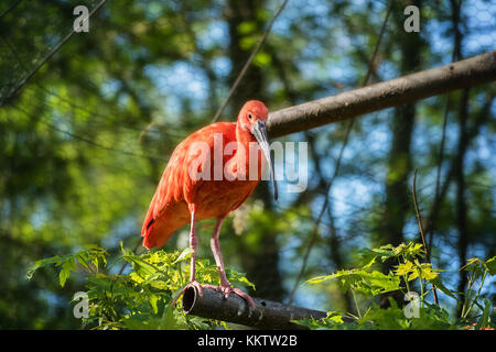 Ibis rojo (ganado egret) permaneciendo en rama Foto de stock