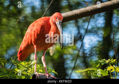 Ibis rojo (ganado egret) permaneciendo en rama Foto de stock