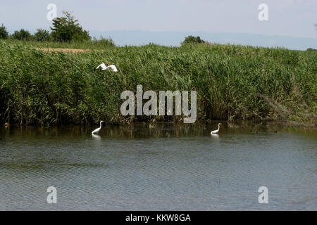 Garzas en el Delta del Danubio en Rumanía Foto de stock