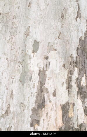 Platanus avión corteza de árbol Textura marrón closeup Foto de stock
