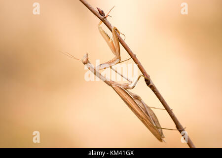 Hembra de una mantis religiosa (mantis religiosa) a la espera de una presa en una pequeña sucursal. Foto de stock