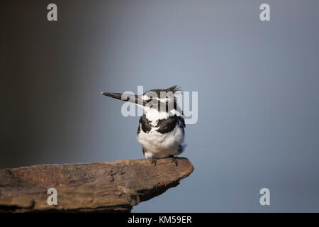 Pied Kingfisher Ceryle rudis posado en una rama por encima del río Chobe en Botswana Foto de stock