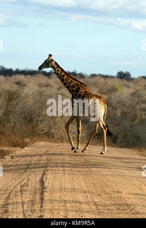 El Parque Nacional Kruger, jirafas, caminando a través de un camino de tierra, Giraffa camelopardalis