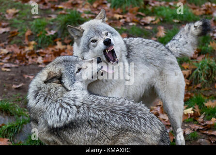 Madera lobos o lobo gris (Canis lupus) jugando el uno con el otro en otoño en Canadá