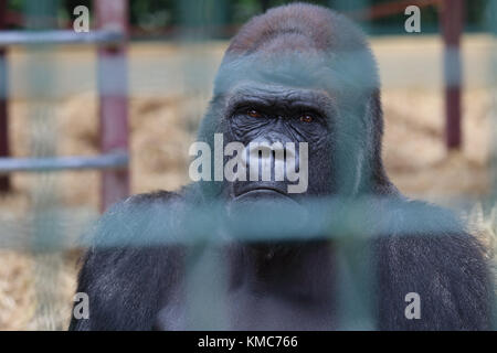 Gorila de las tierras bajas occidentales (Gorilla gorilla gorilla). Macho cautivo en Howletts Wild Animal Park Foto de stock