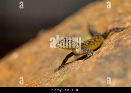 Giri's Day Gecko, Cnemaspis girii, Kaas, Maharashtra, India. Nombrado en honor del Dr. Varad Giri de Bombay Natural History Society Foto de stock