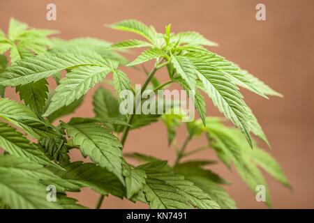 Detalle de la planta femenina de Cannabis índica, híbridas dominantes en estado vegetativo.