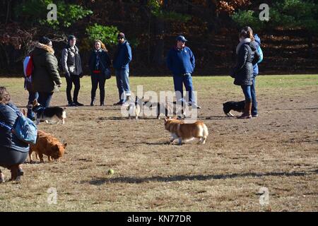 Un joven red sable Welsh Corgi Pembroke