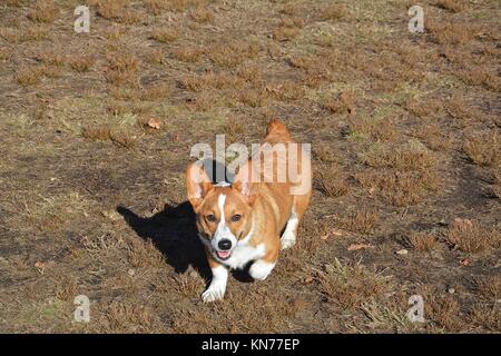 Un joven red sable Welsh Corgi Pembroke