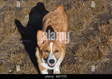 Un joven red sable Welsh Corgi Pembroke
