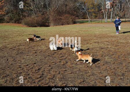 Un joven red sable Welsh Corgi Pembroke