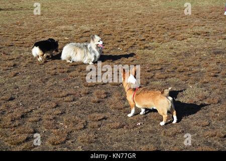 Un joven red sable Welsh Corgi Pembroke