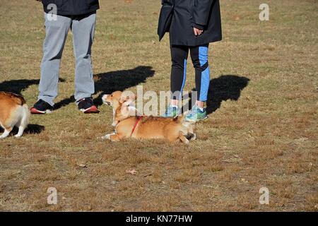 Un joven red sable Welsh Corgi Pembroke