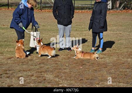 Un joven red sable Welsh Corgi Pembroke
