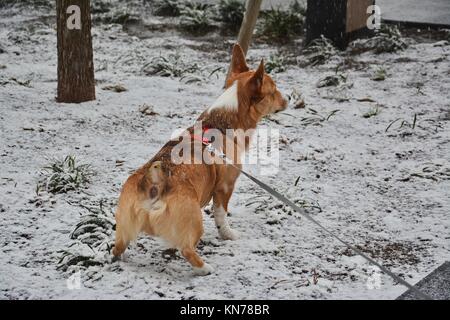 Un joven red sable Welsh Corgi Pembroke