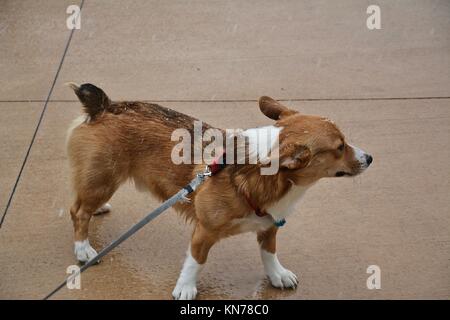 Un joven red sable Welsh Corgi Pembroke