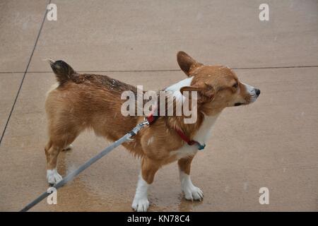 Un joven red sable Welsh Corgi Pembroke