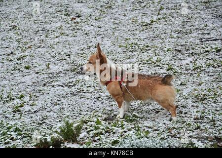 Un joven red sable Welsh Corgi Pembroke