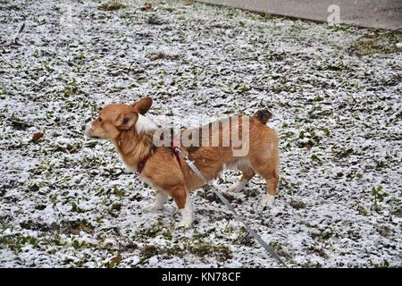 Un joven red sable Welsh Corgi Pembroke