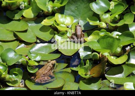 Dos americanos, Lithobates catesbeianus Bullfrogs, sentado sobre el lirio en un estanque de traspatio en Wisconsin, EEUU.