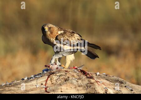 Águila calzada (Hieraaetus pennatus, Aquila pennata), en vuelo, Italia  Fotografía de stock - Alamy