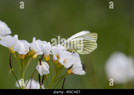 Verde Blanco veteado; Mariposas Pieris napi solo en flor; Lancashire UK