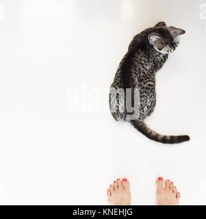 Vista aérea de una mujer pies junto a un American Shorthair cat. Foto de stock