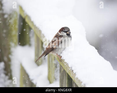 Gorrión (Passer domesticus), en una valla cubiertos de nieve, Gales, diciembre de 2017
