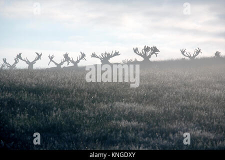El gamo (Dama dama), Woburn Deer Park, Bedfordshire
