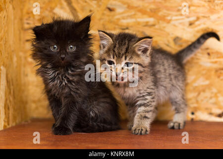 Dos pequeños gatitos mongrel, gris y negro