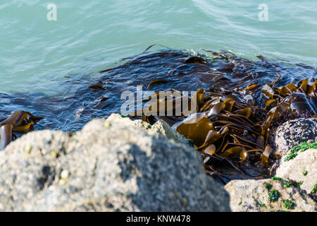 Algas Cerrar textura Shot rocas orilla Playa