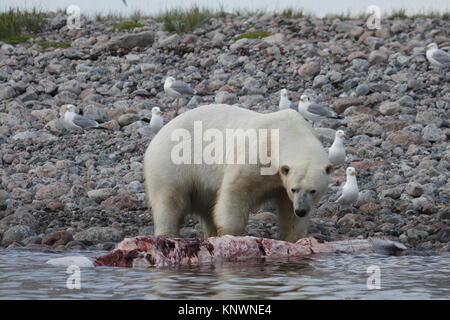 El oso polar (Ursus maritimus) comiendo un cadáver de ballena a lo largo de la costa cerca de Arviat Nunavut, Canadá