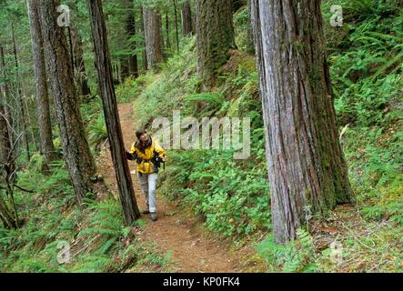 A lo largo de bosque antiguo caballete Creek Falls Trail, Umpqua National Forest, Oregon.