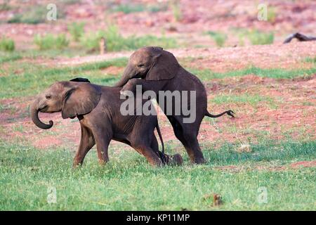 Los elefantes africanos, los terneros de diferentes edades jugando (Loxodonta africana), el Parque Nacional de Matusadona, Zimbabwe.