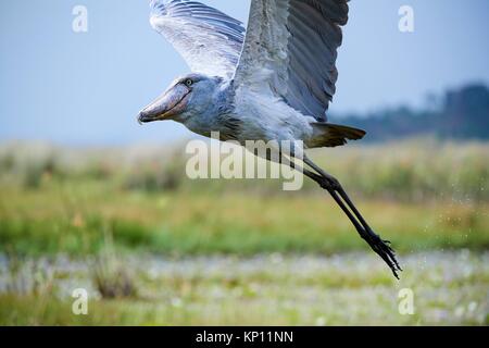 Whale dirigió / Shoebill stork (Balaeniceps rex) en vuelo por encima de los pantanos de Mabamba, Lago Victoria, Uganda.