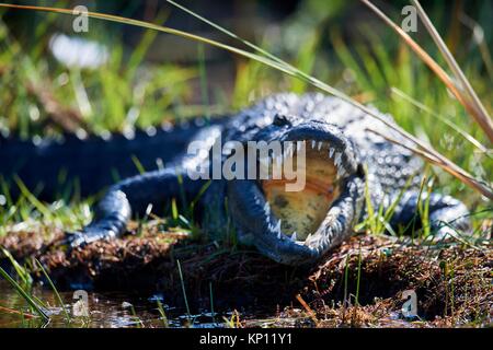 El cocodrilo del Nilo (Crocodylus niloticus) descansando con la boca abierta para regular la temperatura del cuerpo. Moremi Parque Nacional del delta del Okavango, Botswana, Sur