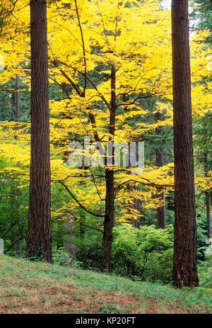 En otoño los árboles Hoyt Arboretum, Washington Park, Portland, Oregon.