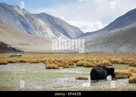 Negro en un pantano de yak, con el telón de fondo de las montañas del Himalaya, por la carretera a Pangong Tso, Ladakh, Jammu y Cachemira, en la India. Foto de stock