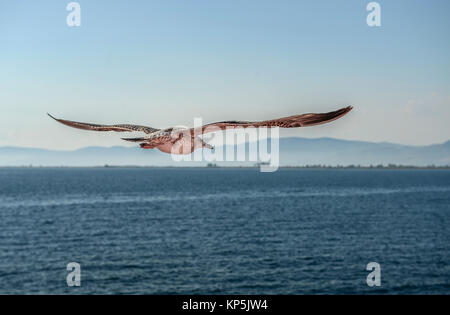 Gaviota volando en primer plano, en el azul claro del cielo Foto de stock