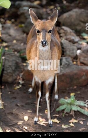 El bushbuck (Tragelaphus scriptus), Letaba Camp, el Parque Nacional Kruger, Transvaal, Sudáfrica.