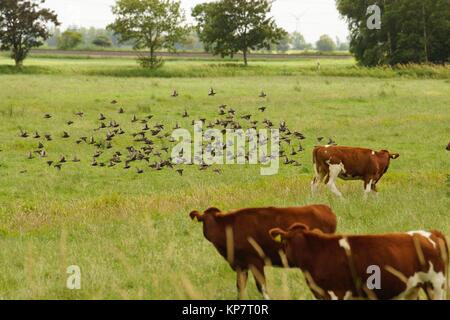 Bandada de pájaros volando sobre un prado con ganado Foto de stock
