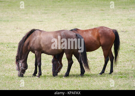 Los caballos en la pradera Foto de stock